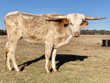 OHL WHITE STEER