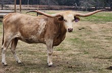 WR Tallulah Moonshine 