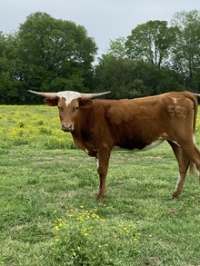 585 Toffee