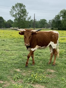 Unregistered Heifer