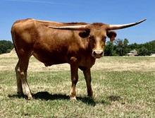 OHL TAN STEER