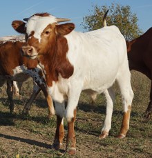 OHL SPECKLES BULL CALF