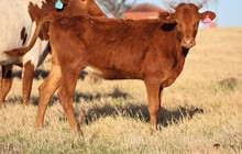 2022 Notorius Heifer