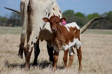 2021 Melva Heifer