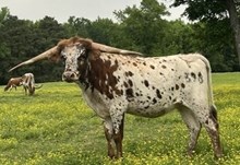 585 Dixie Luck
