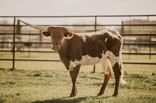 ~SOLD~                     KR Tuff Jolene