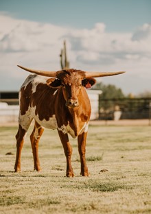 KR Tuff Jolene