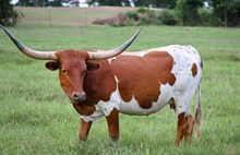 585 Marjorette